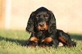 SETTER GORDON 024
